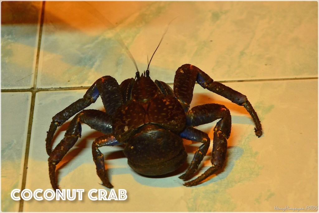 the famous coconut crab in Batanes