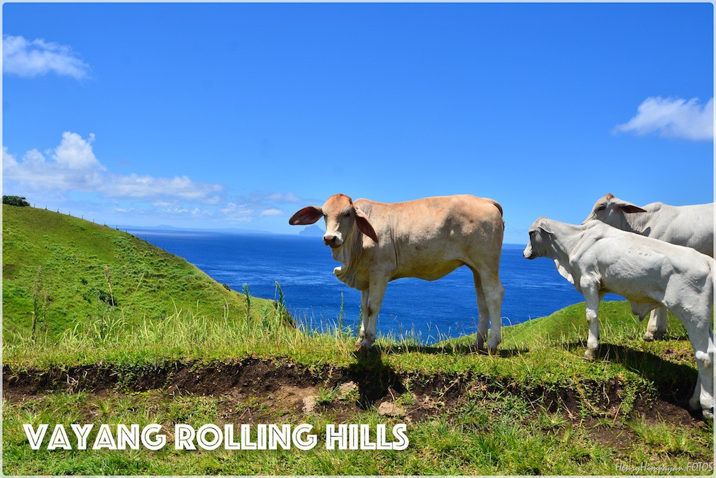 healthy cows at the rolling hills