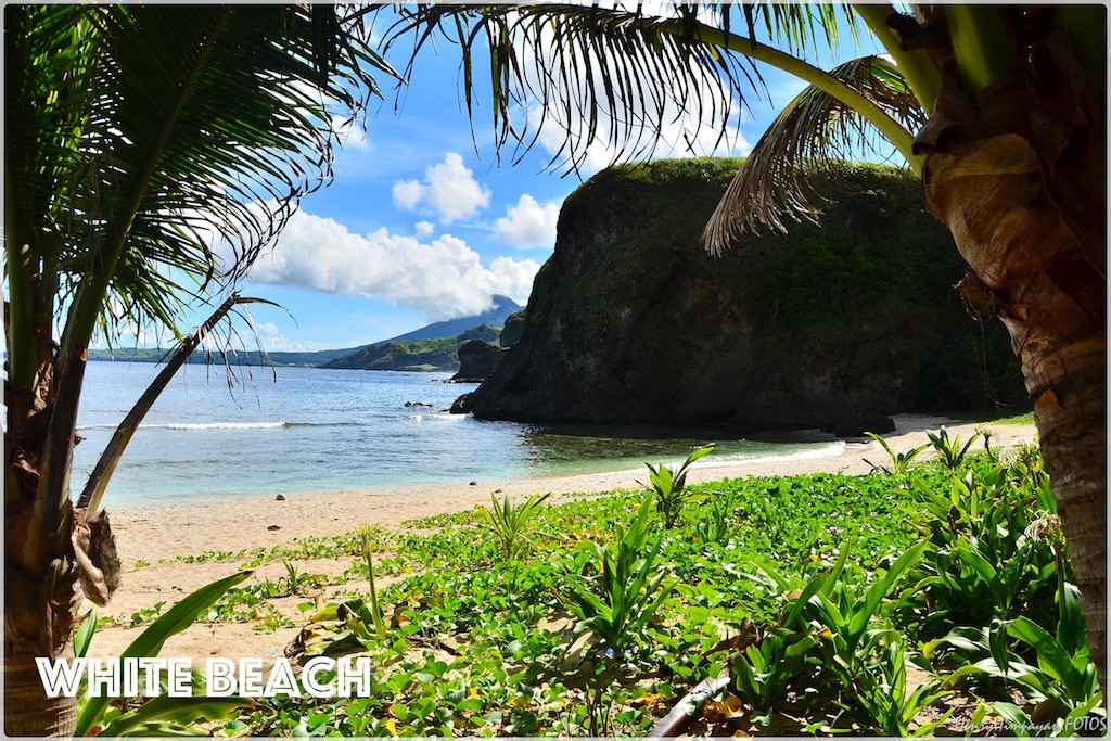 coconut trees and grasses on the beach