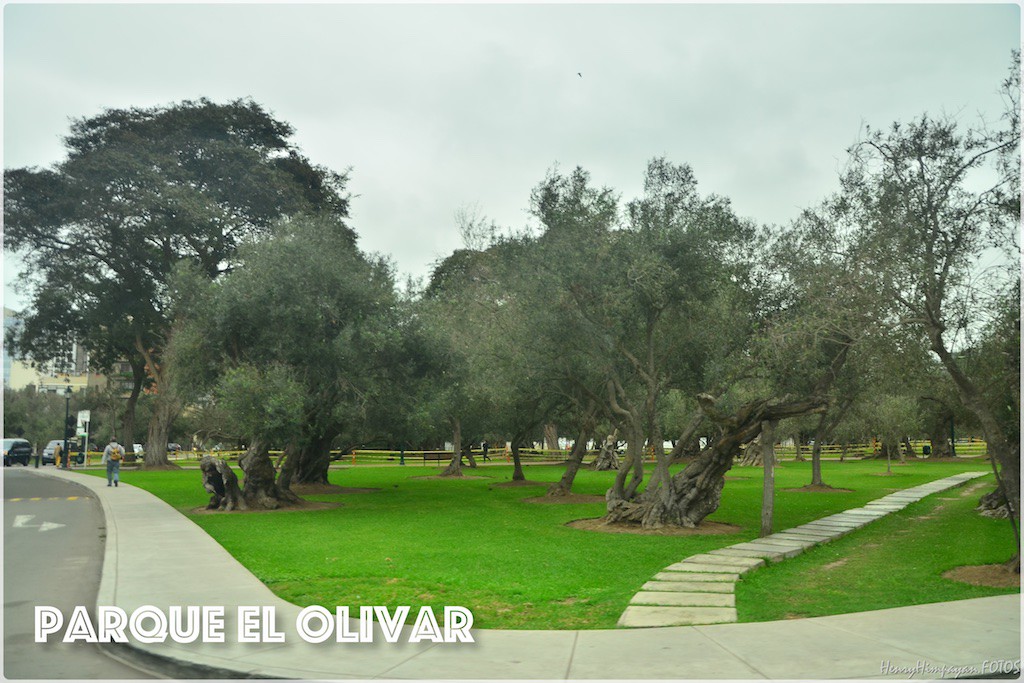 they have hundreds of olive trees over 400 years old