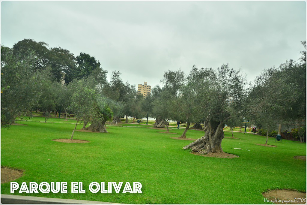 they have hundreds of olive trees over 400 years old