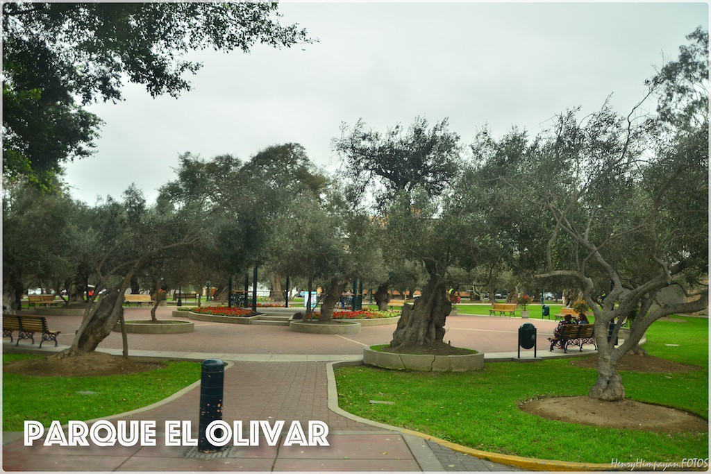 they have hundreds of olive trees over 400 years old