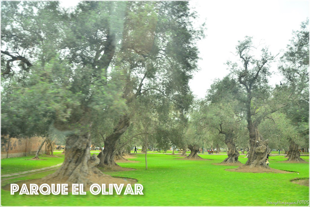they have hundreds of olive trees over 400 years old