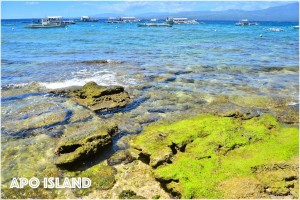 Apo Island Dauin Negros Oriental