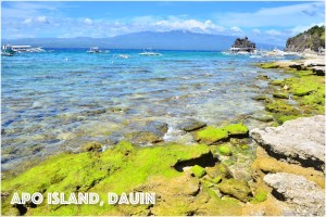 Apo Island Dauin Negros Oriental