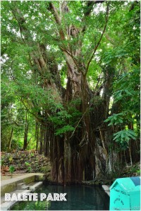 big Balete Tree