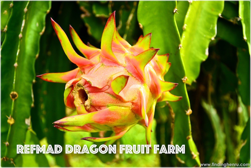 this is dragon fruit...