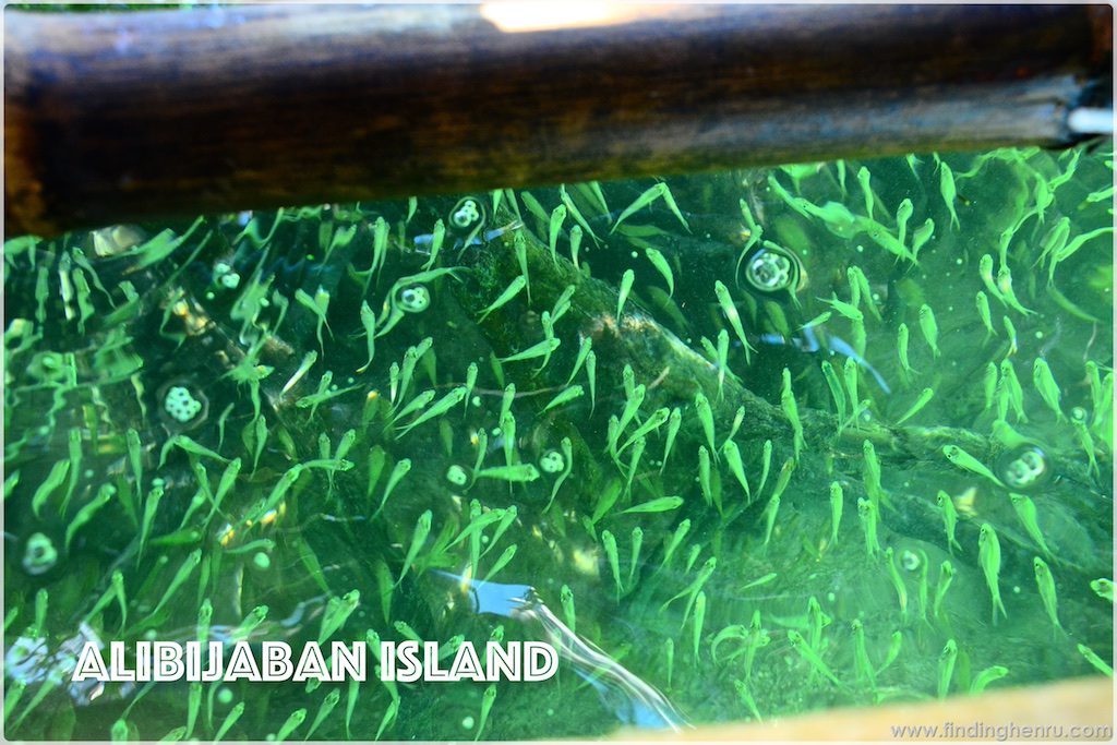 breeding area for fish in Alibijaban, just at the roots of the mangroves