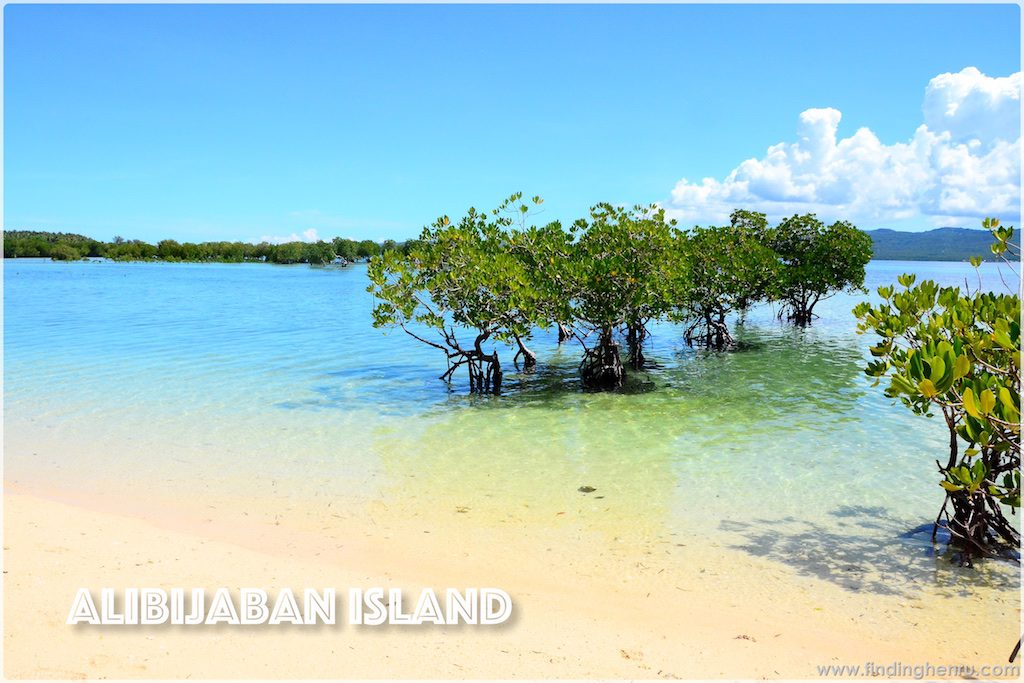 the mangroves and the white sand