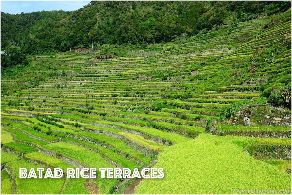 enjoying much of the rice fields