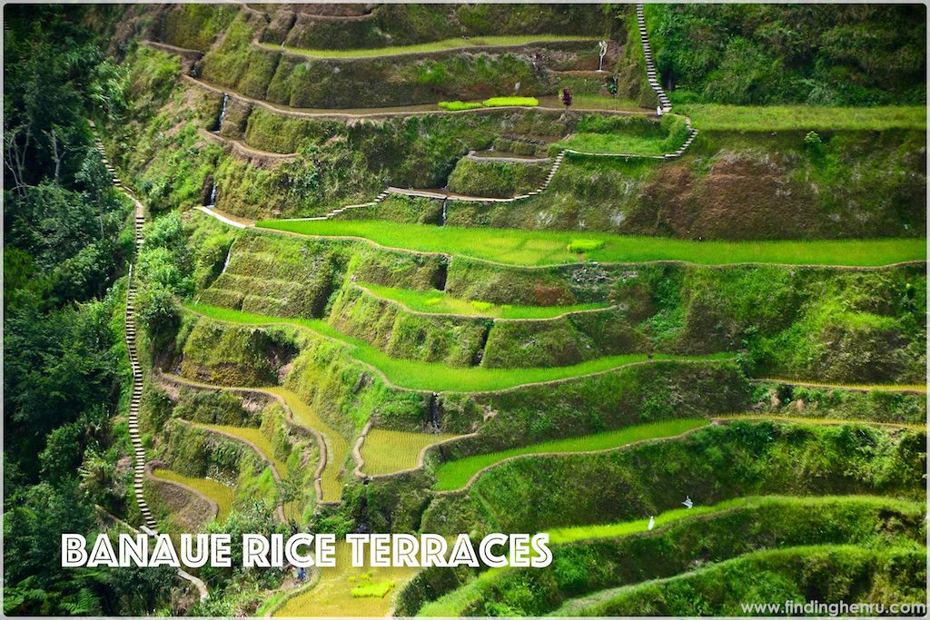 this is how they have secured the rice fields