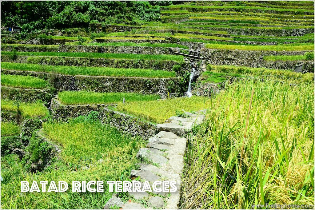 the dikes at the rice terraces