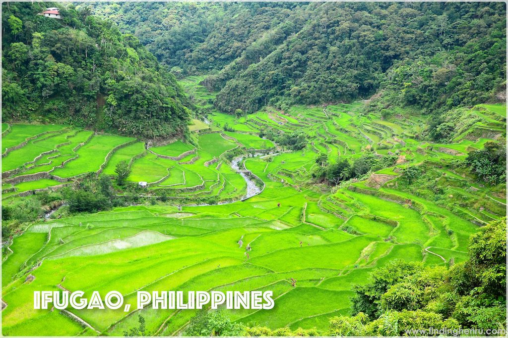 rice terraces along the way going to Batad, our driver stopped for photo opportunities