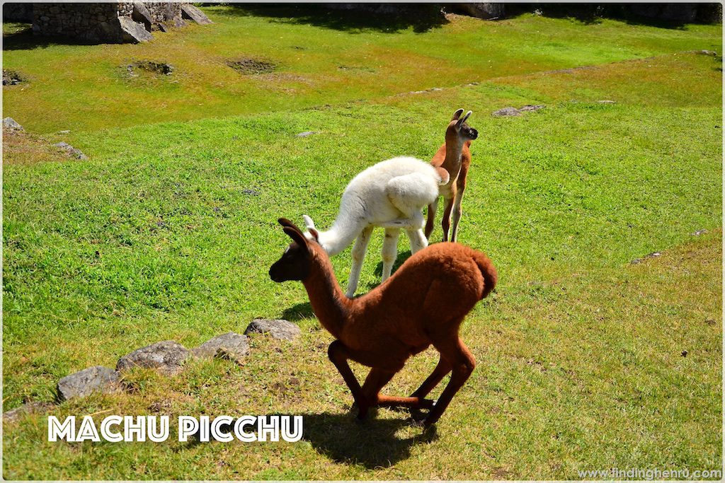 machu-picchu-alpaca