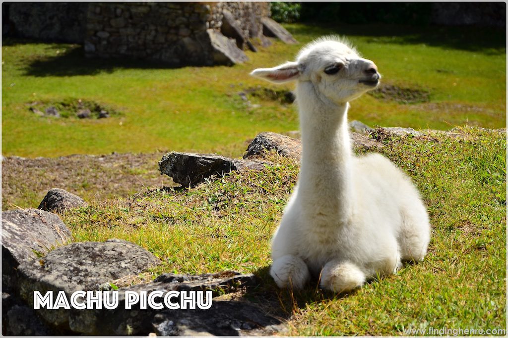 machu-picchu-alpaca